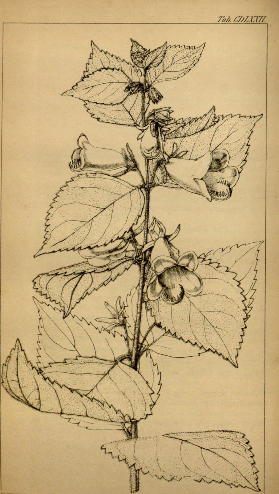 Mandirola ichthyostoma (Gardner) Seem. ex Hanst.
