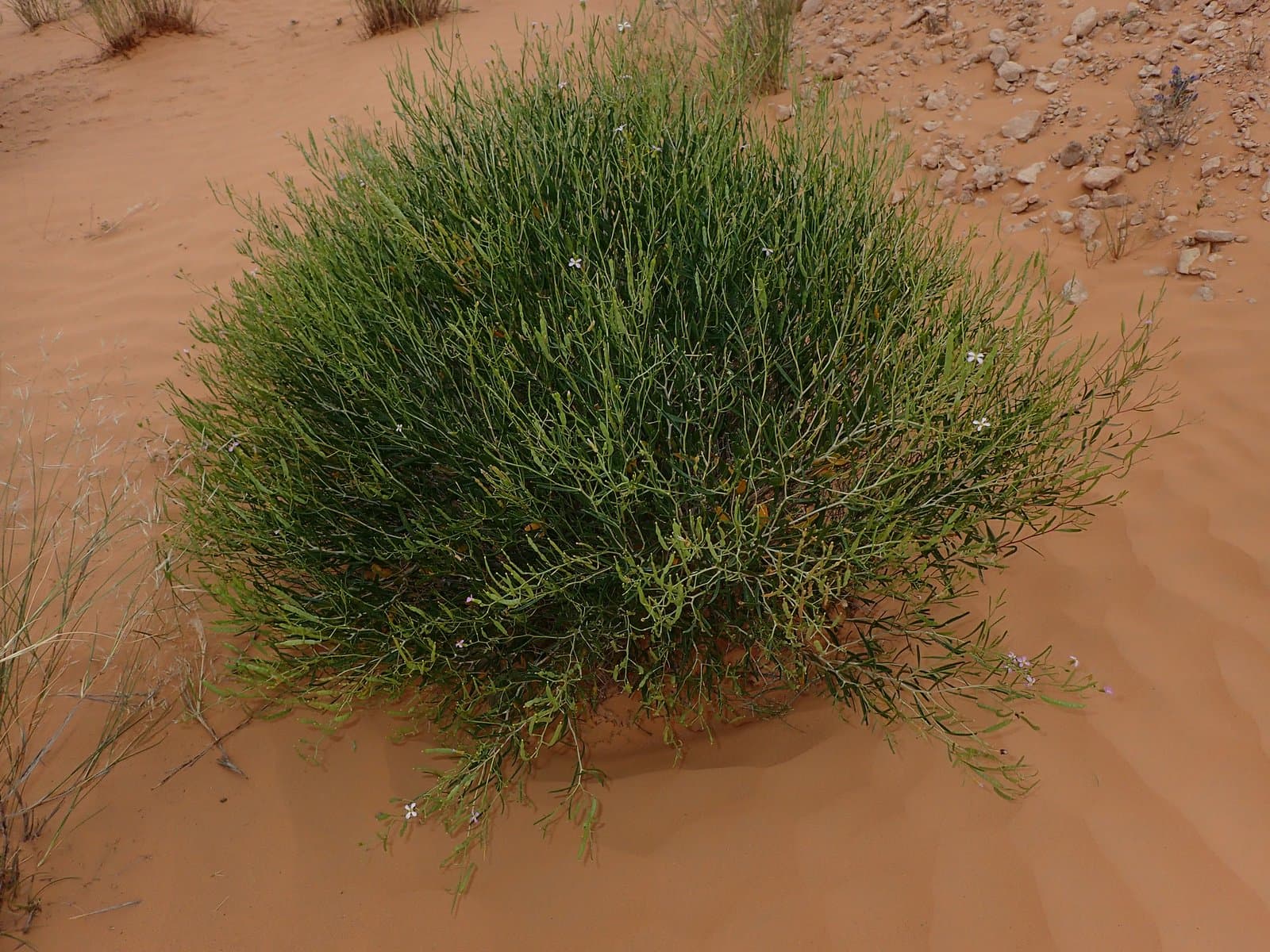 Henophyton deserti (Coss. & Durieu) Coss. & Durieu