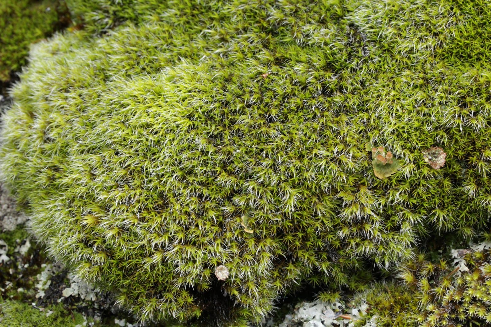 Grimmia elatior Bruch ex Bals.-Criv. & De Not.