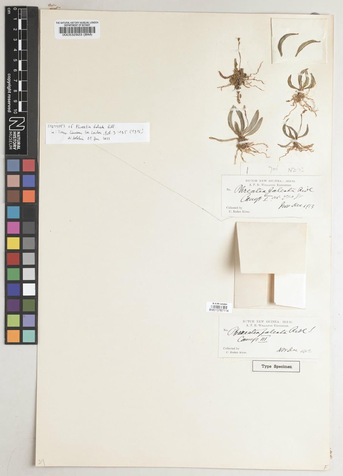 Phreatia falcata Ridl.