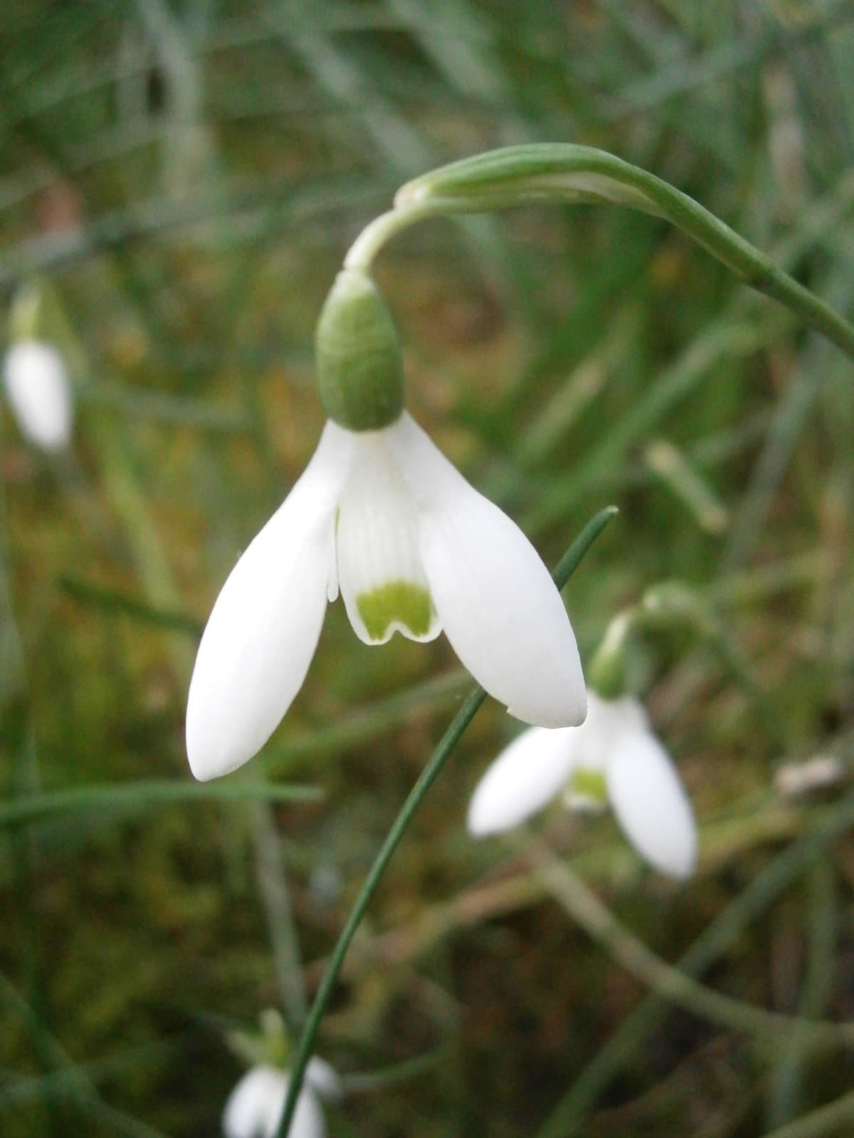 Galanthus reginae-olgae Orph.
