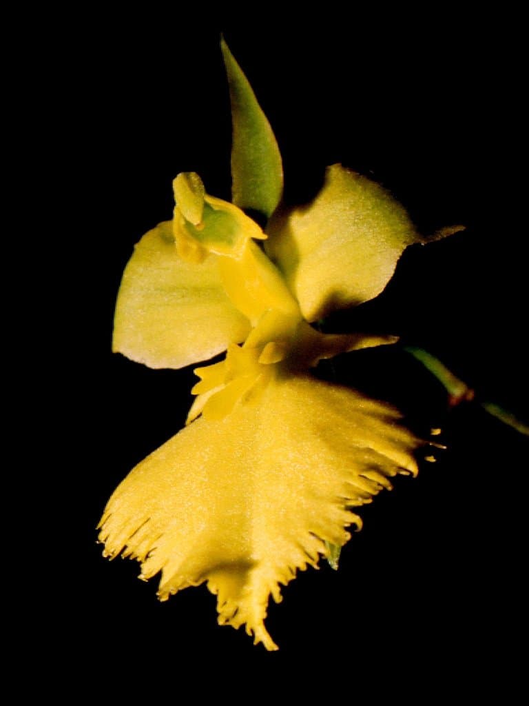 Tolumnia calochila (Cogn.) Braem
