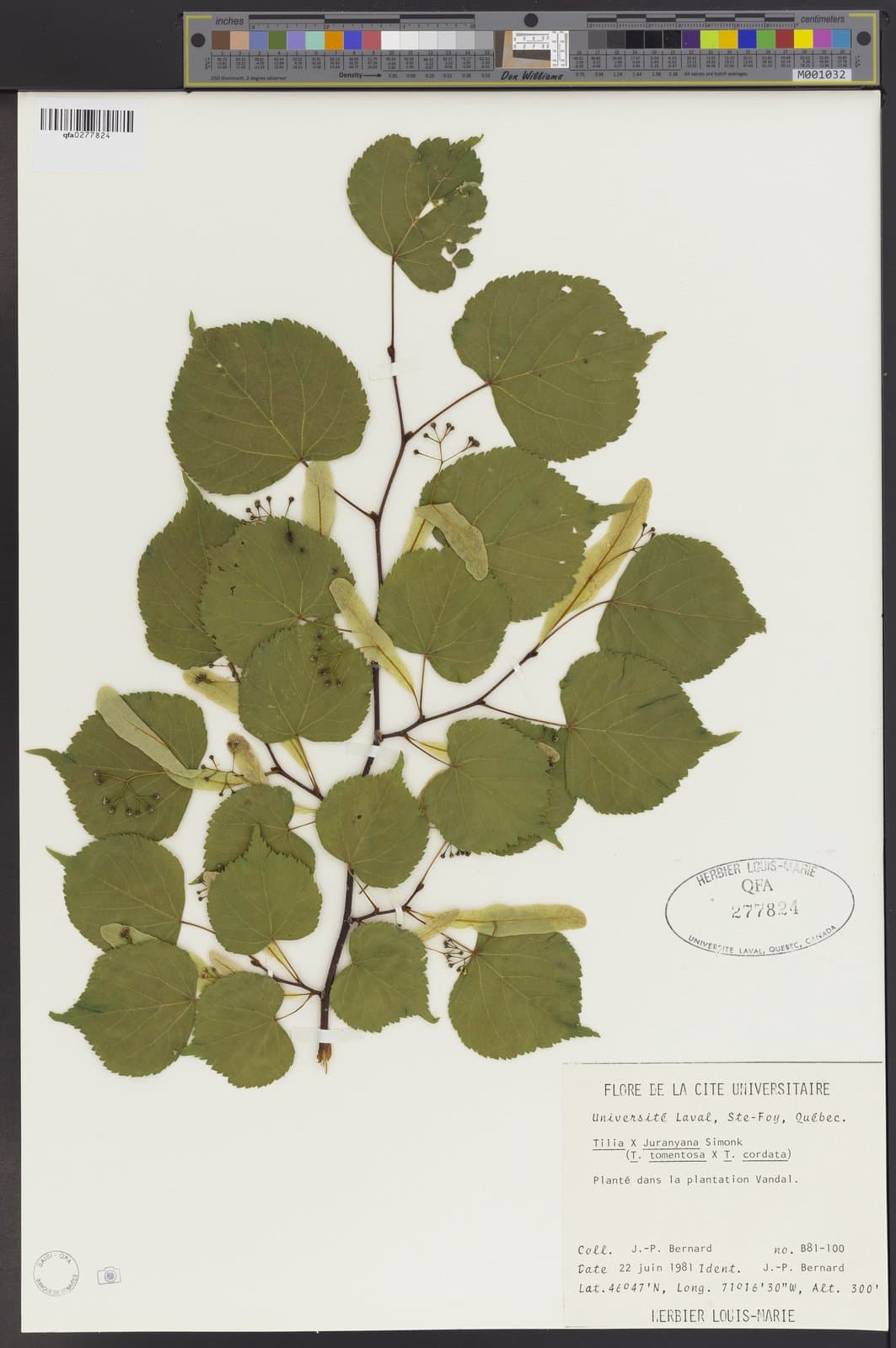 Tilia ×juranyiana Simonk.