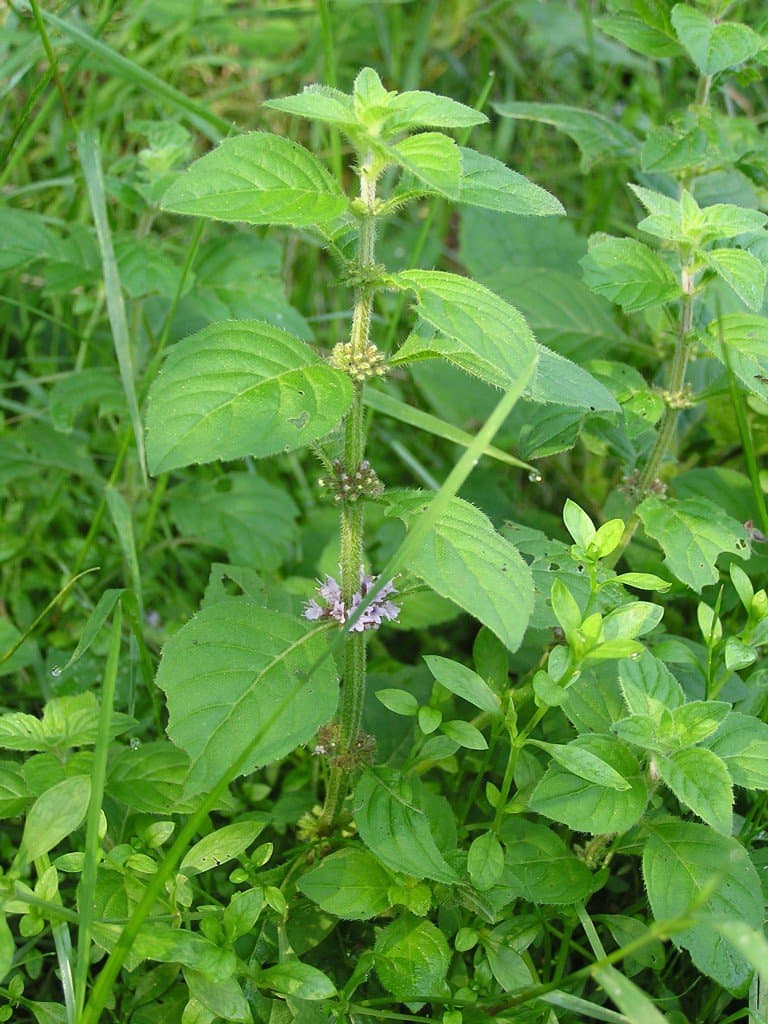 Mentha arvensis L.