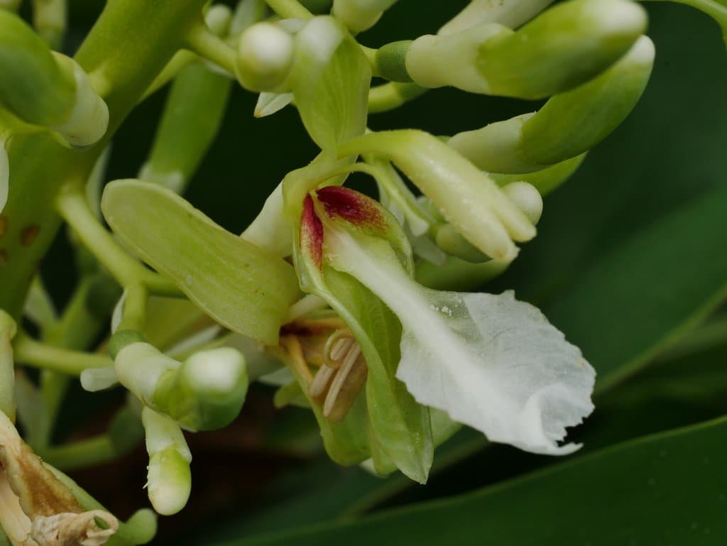 Alpinia galanga (L.) Willd.