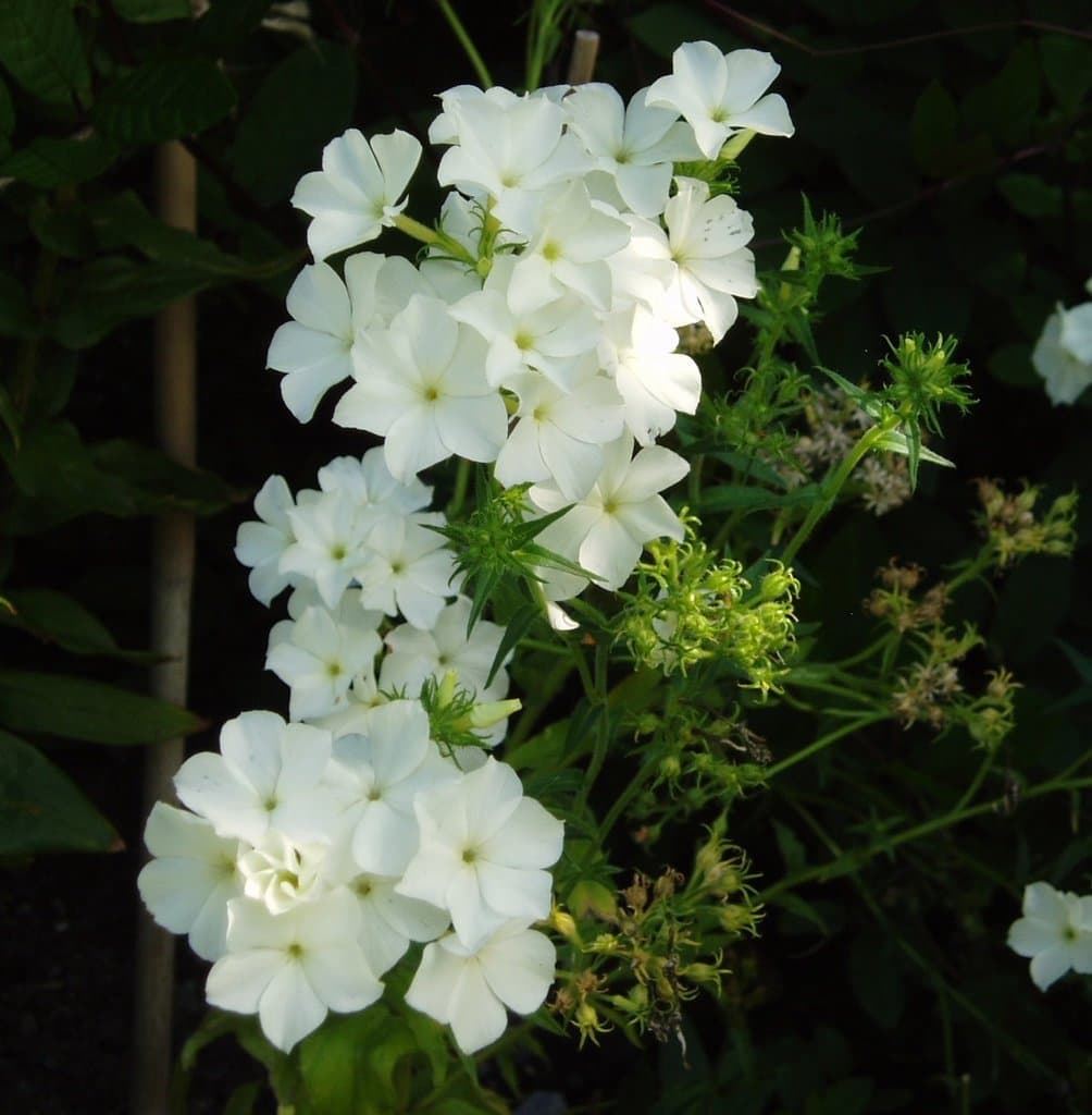 Phlox drummondii Hook.