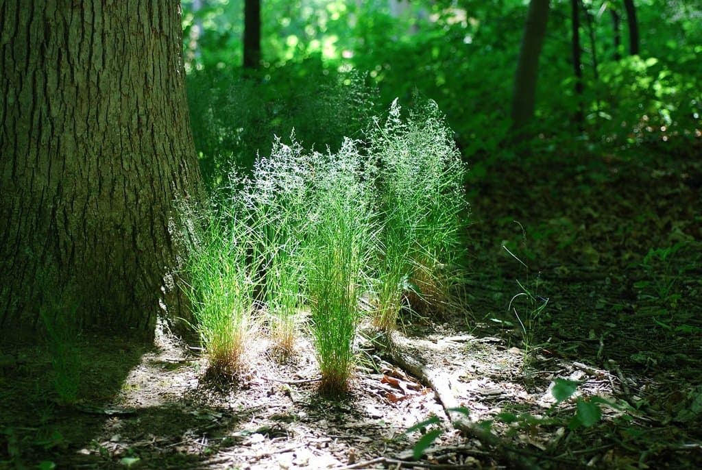 Poa nemoralis L.