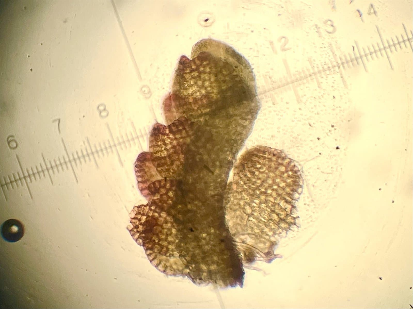 Nardia breidleri (Limpr.) Lindb.