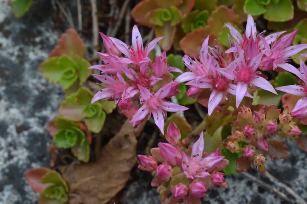Phedimus spurius (M.Bieb.) 't Hart