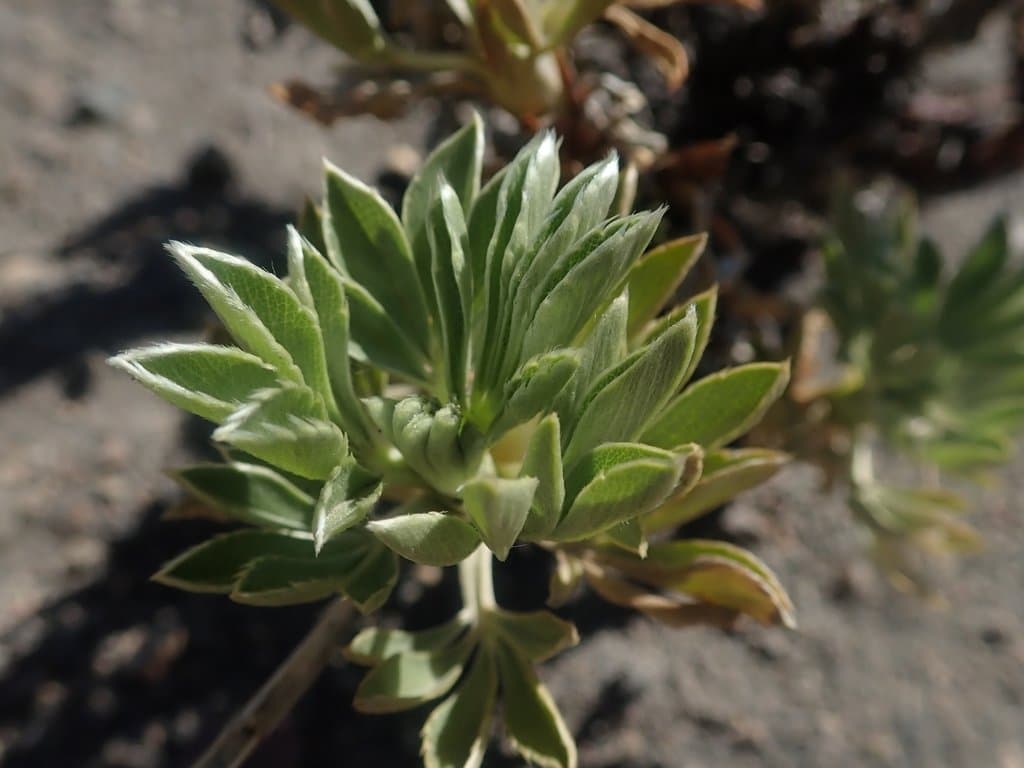 Acaena alpina Poepp.