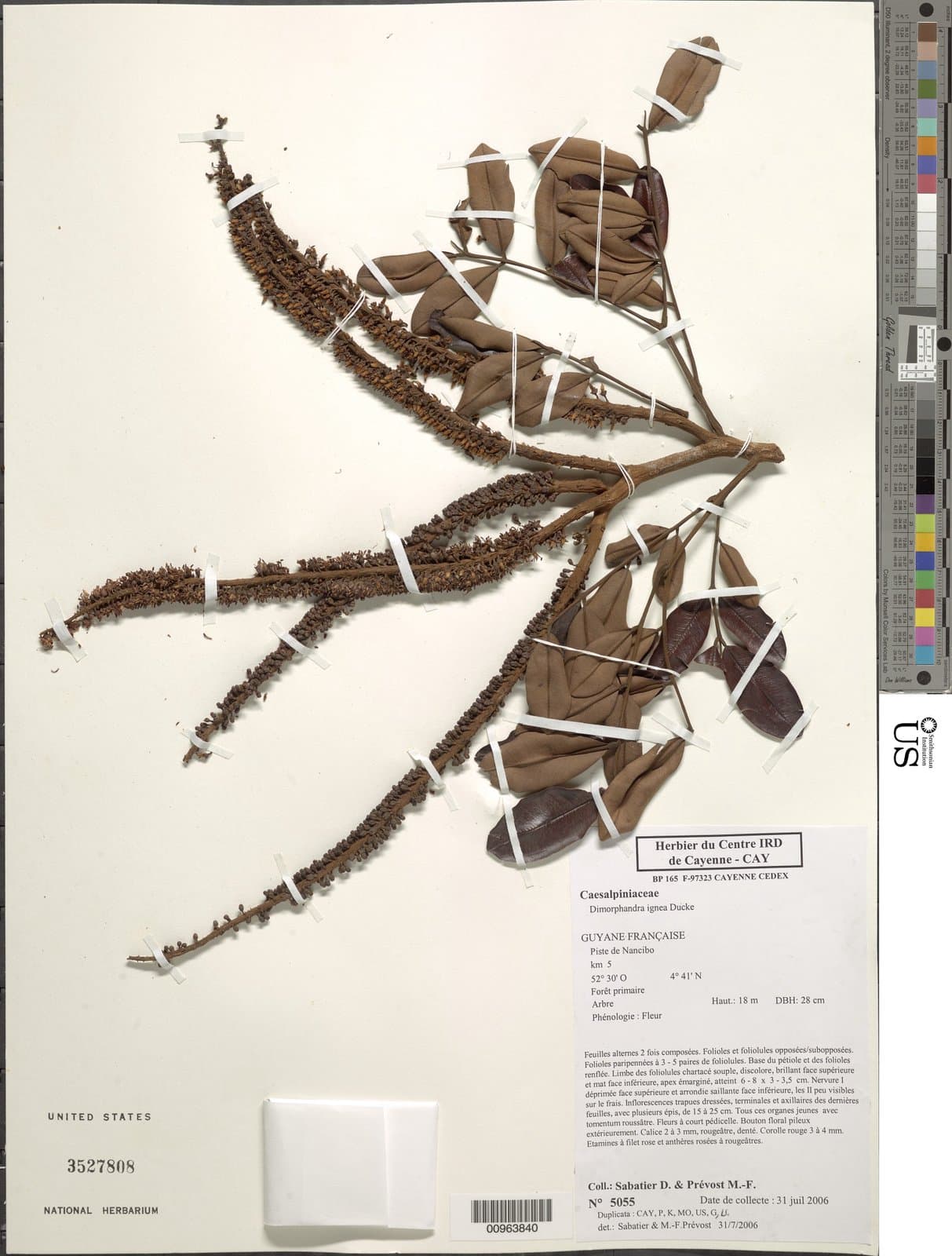 Dimorphandra ignea Ducke