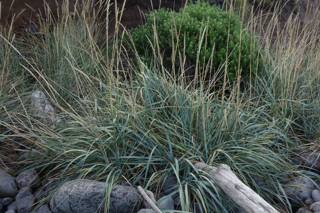 Leymus arenarius (L.) Hochst.