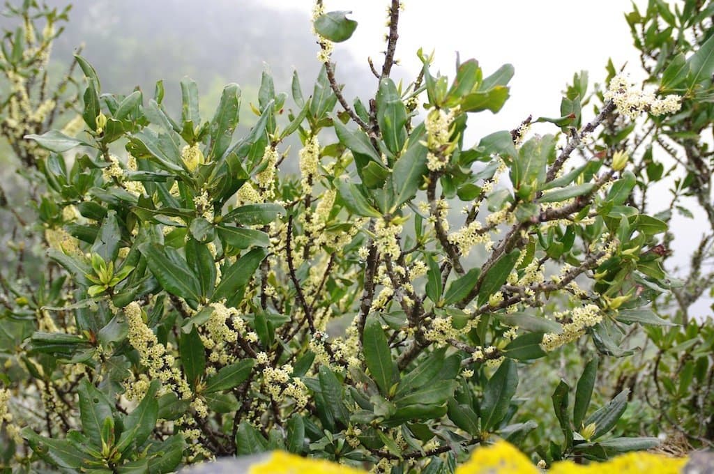 Pleiomeris canariensis (Willd.) A.DC.