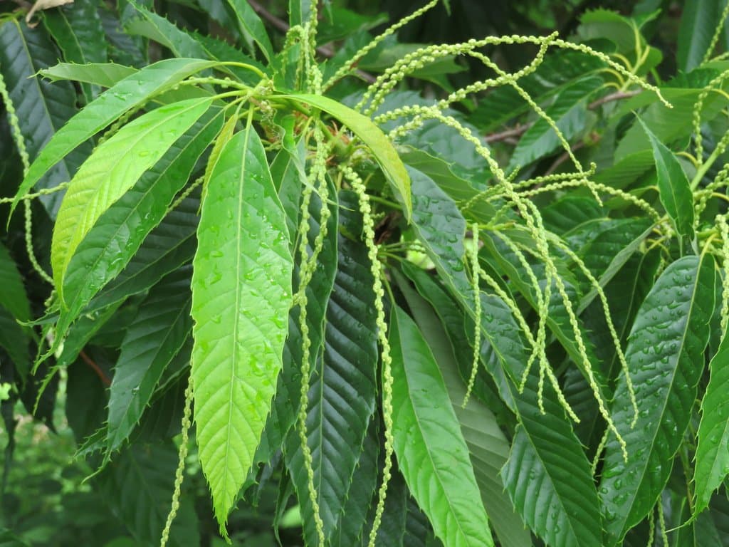 Castanea crenata Siebold & Zucc.