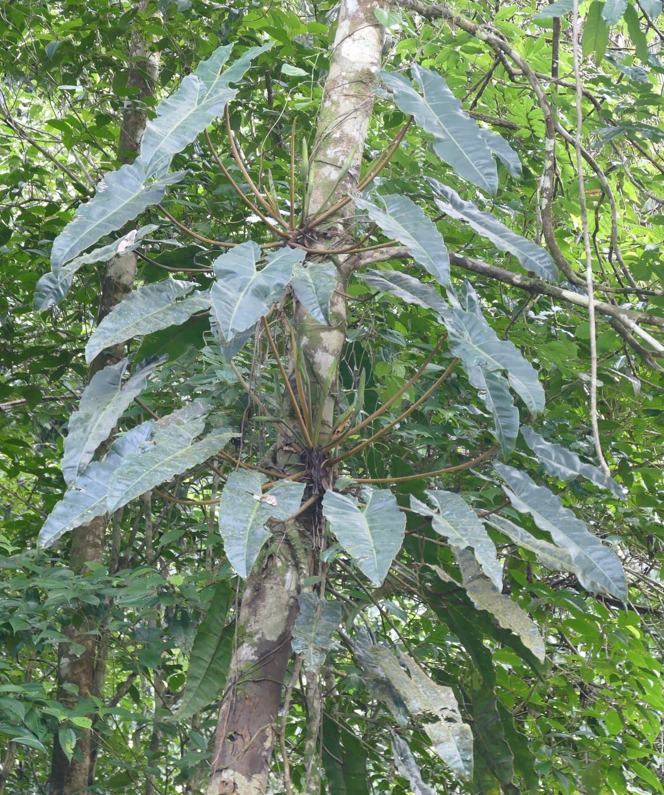Philodendron billietiae Croat