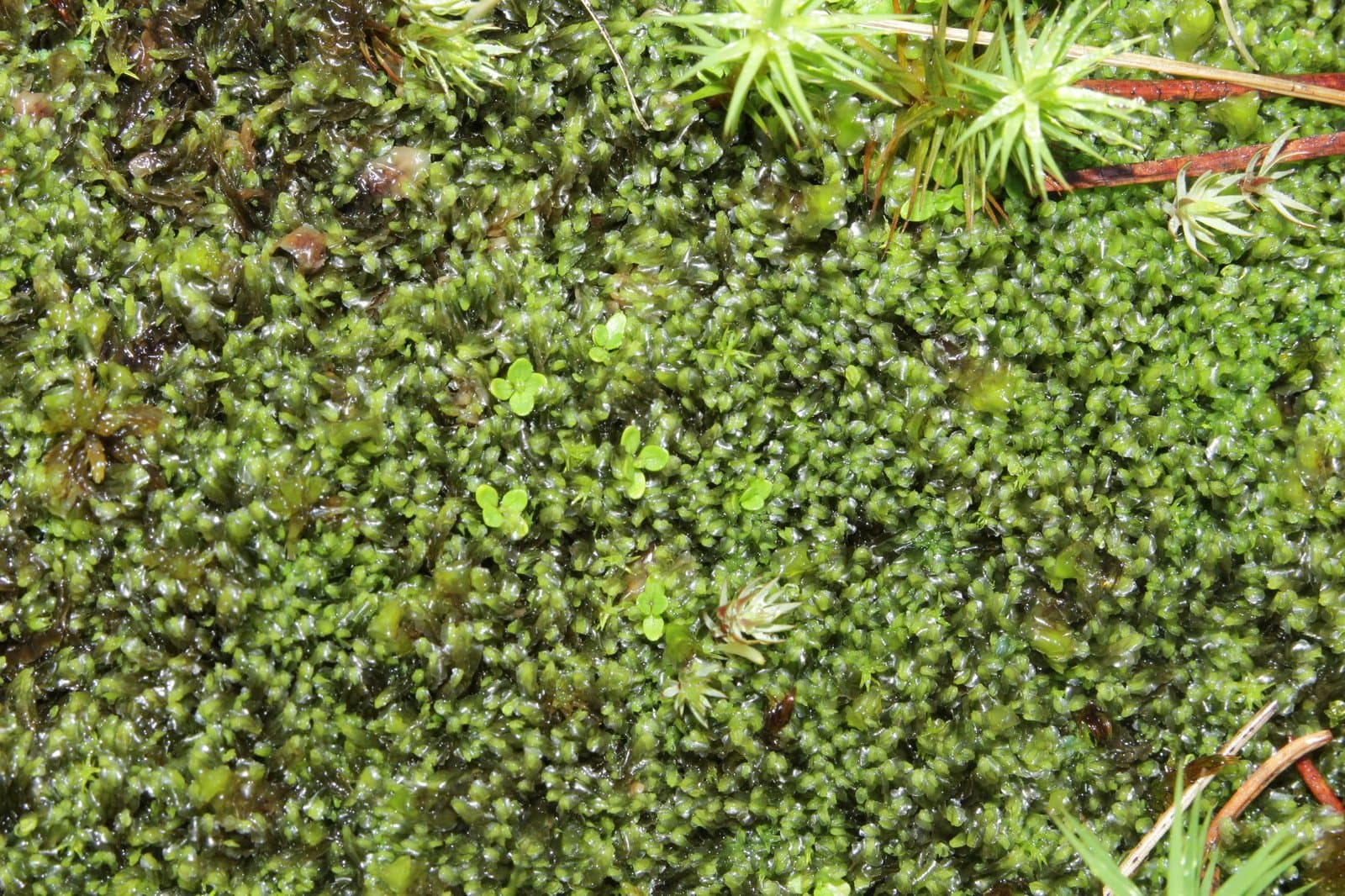 Harpanthus flotovianus (Nees) Nees