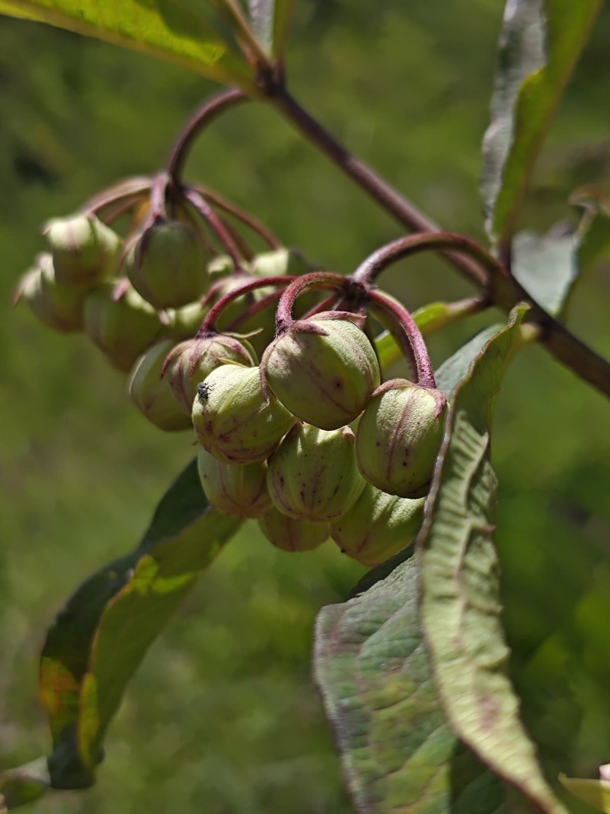 Asclepias auriculata Kunth
