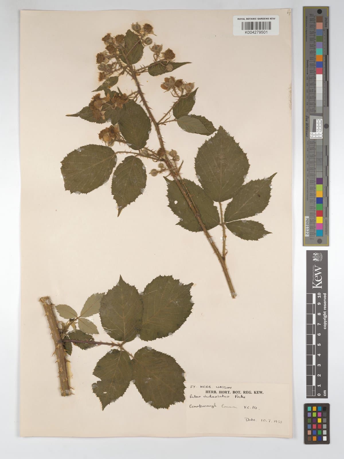 Rubus indusiatus Focke