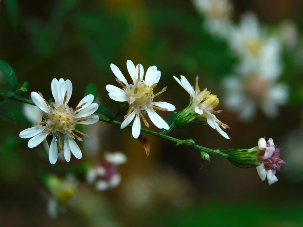 Symphyotrichum lateriflorum (L.) Á.Löve & D.Löve