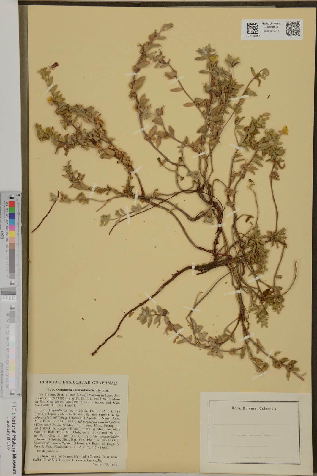 Oenothera cheiranthifolia A.Gray