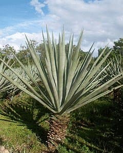 Agave fourcroydes Lem.