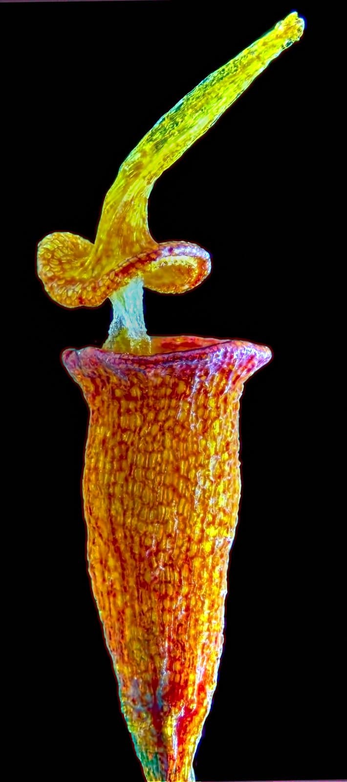 Hennediella heimii (Hedw.) R.H.Zander
