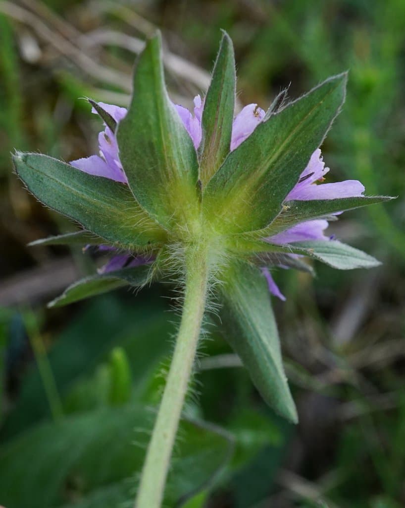 Knautia arvensis (L.) Coult.