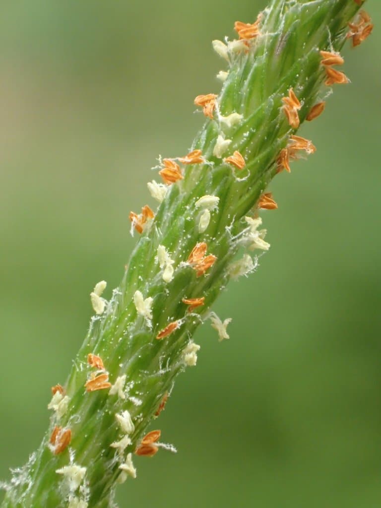 Alopecurus aequalis Sobol.
