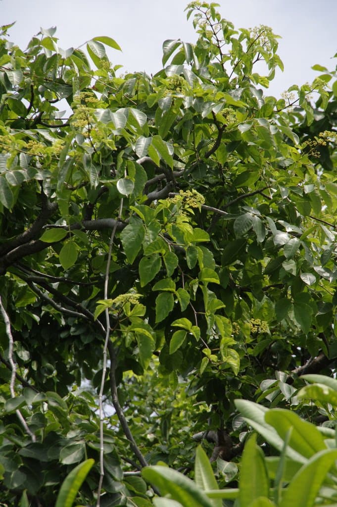 Cissus alata Jacq.