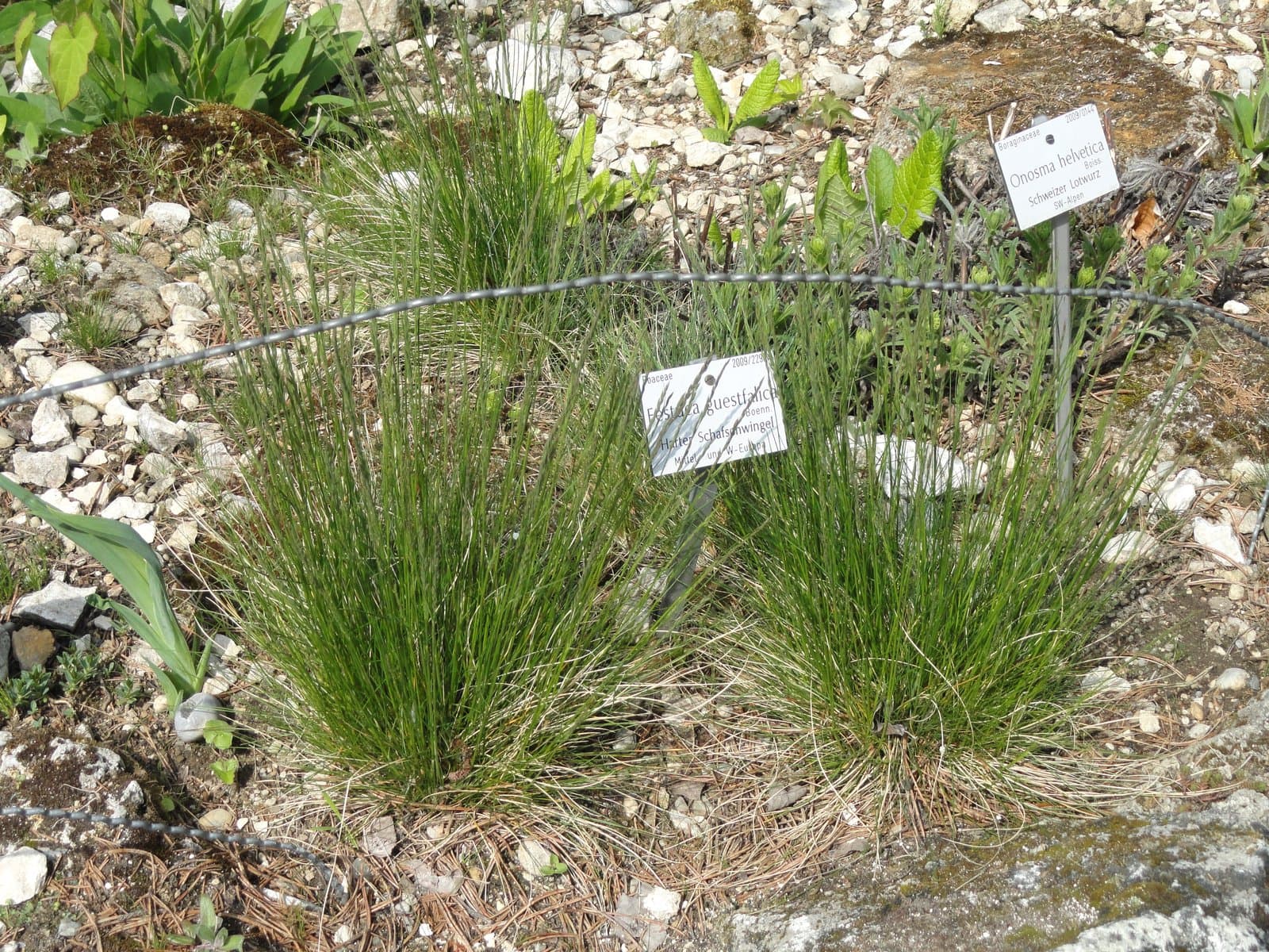 Festuca guestfalica Boenn. ex Rchb.