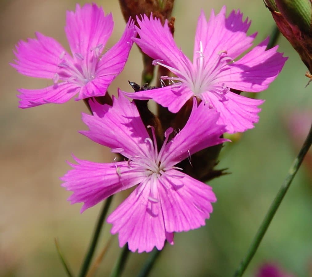 Dianthus carthusianorum L.