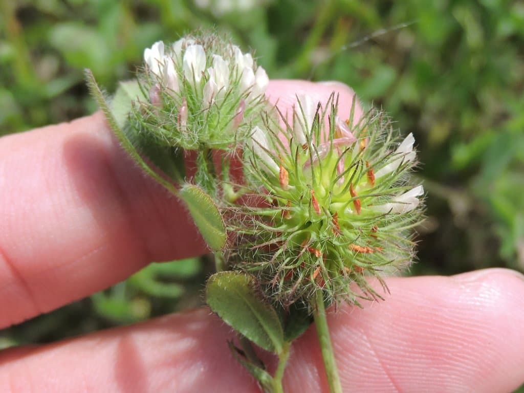 Trifolium lappaceum L.