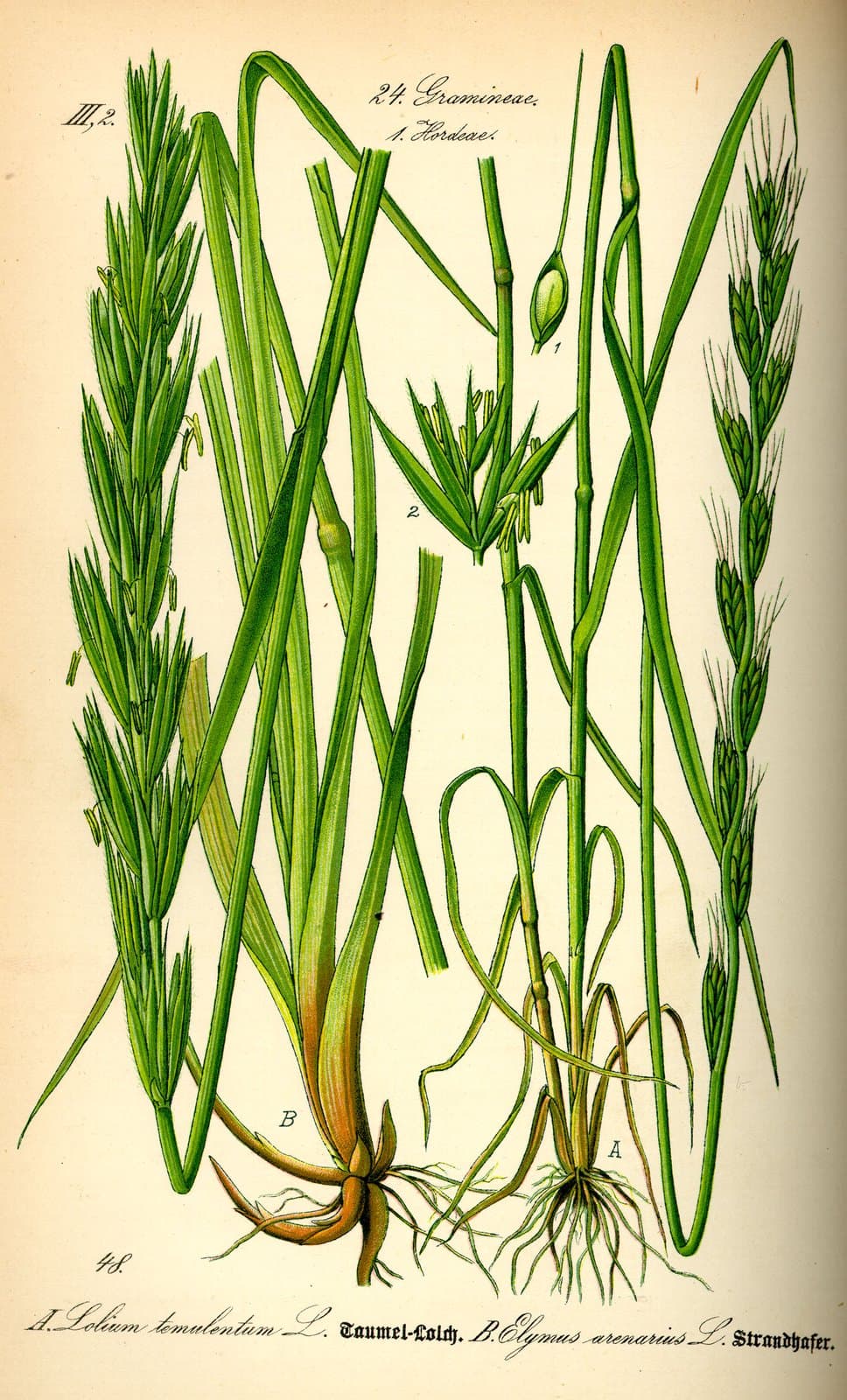 Lolium temulentum L.