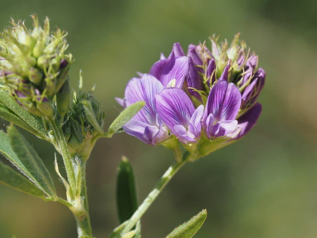 Medicago sativa L.