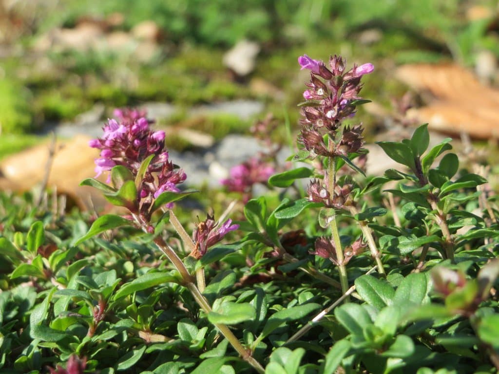 Thymus pulegioides L.
