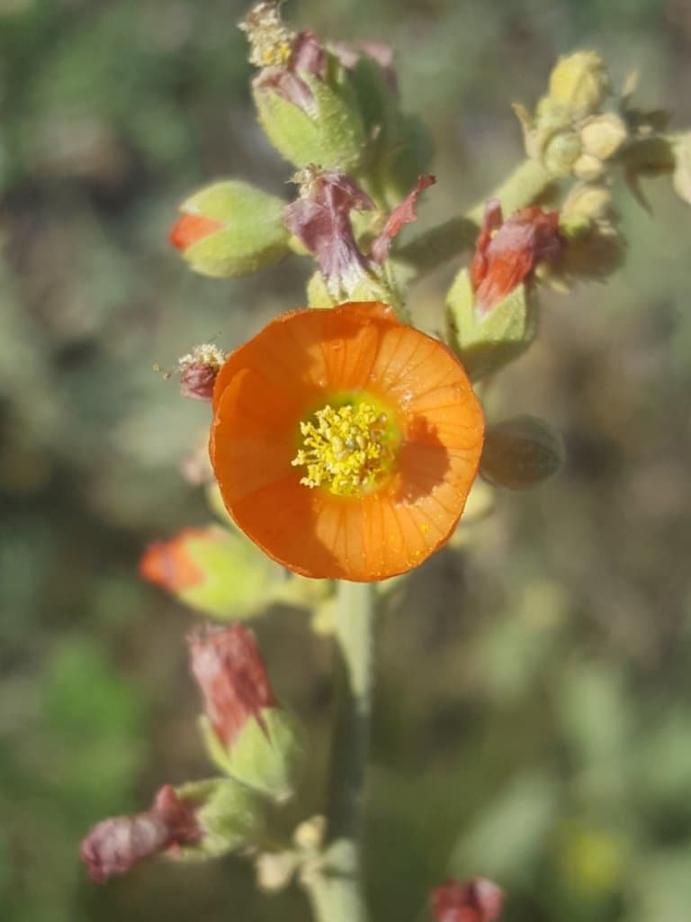 Sphaeralcea incana Torr. ex A.Gray
