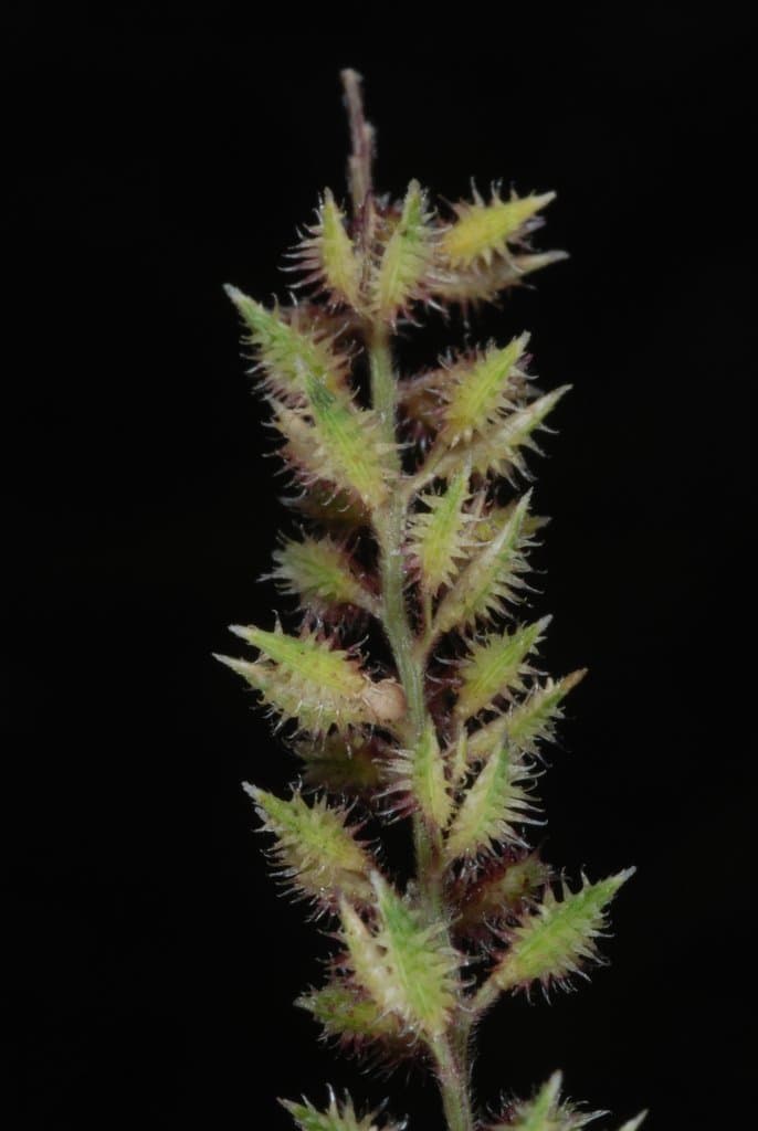 Tragus racemosus (L.) All.