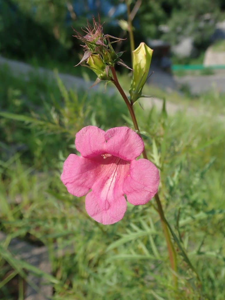 Incarvillea sinensis Lam.