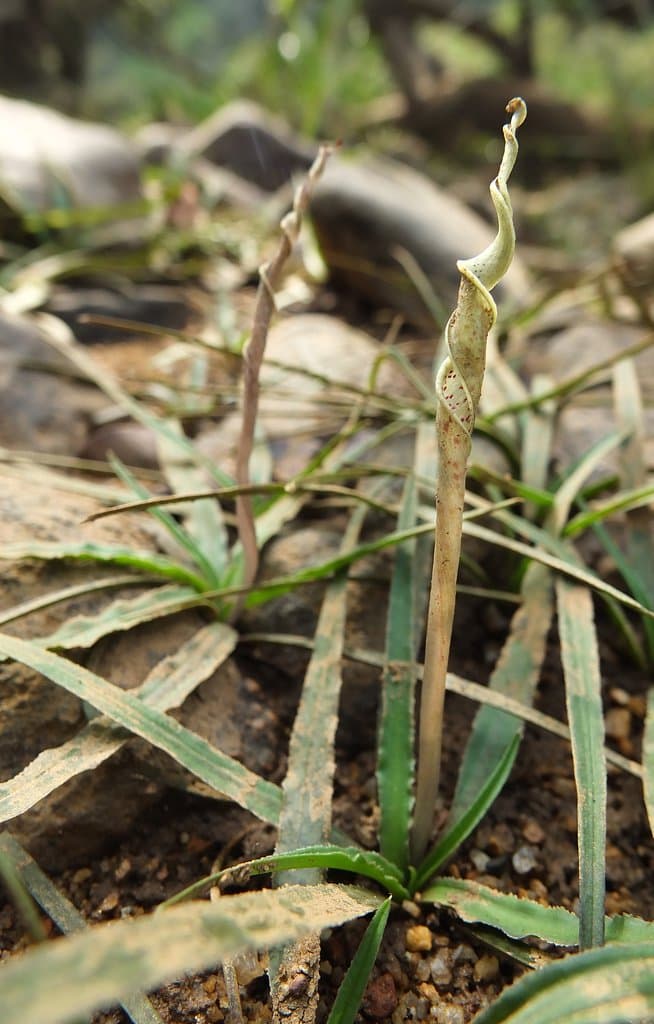 Cryptocoryne retrospiralis (Roxb.) Kunth