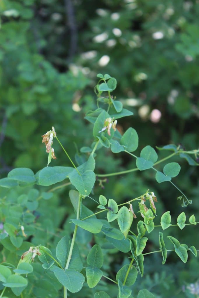 Vicia pisiformis L.