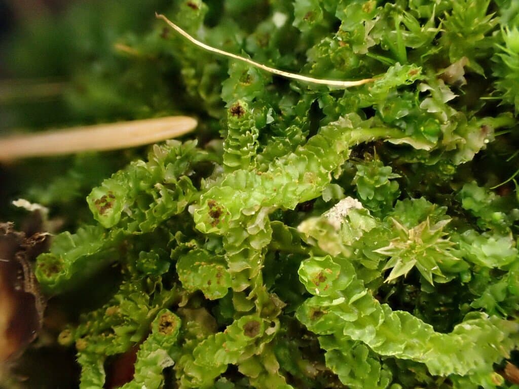 Barbilophozia hatcheri (A.Evans) Loeske