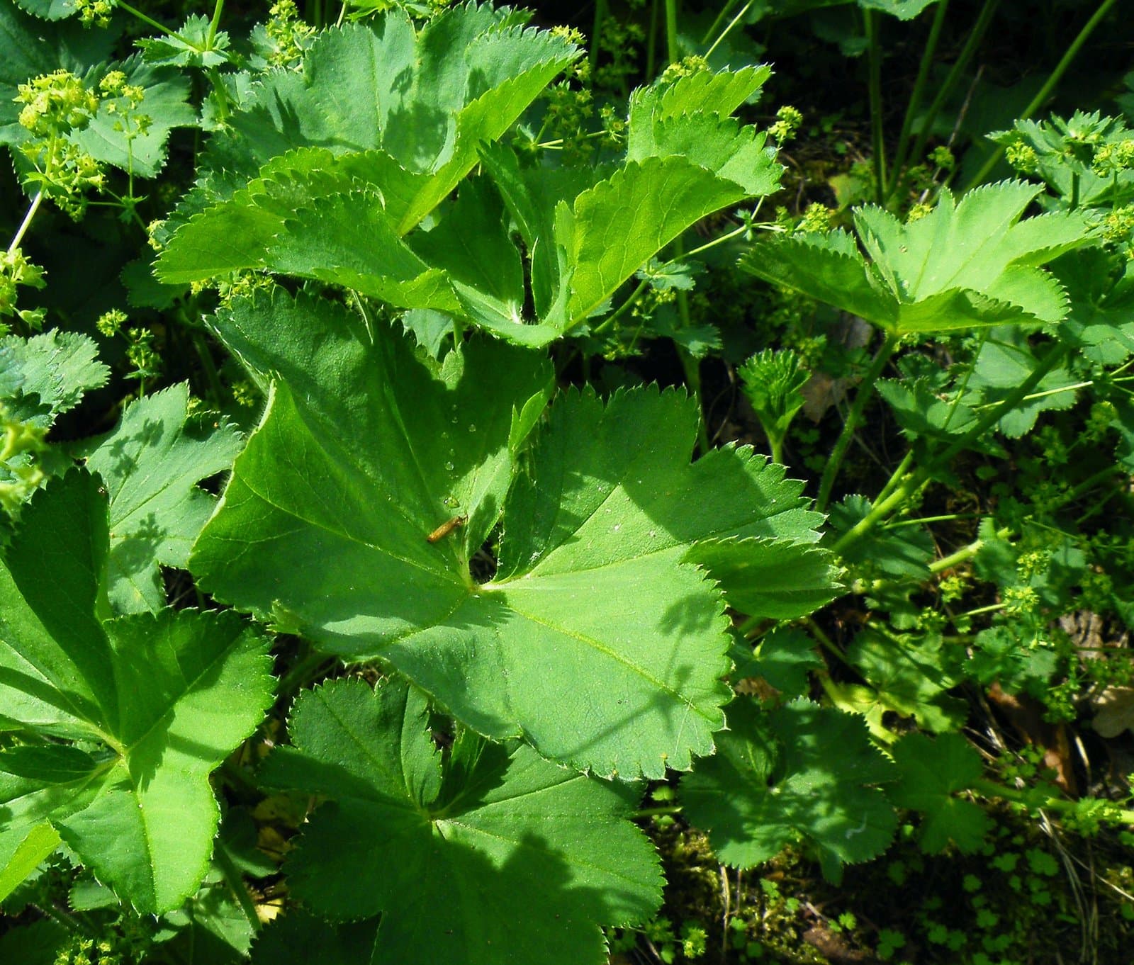 Alchemilla cymatophylla Juz.