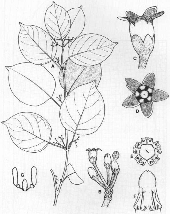 Gymnema longipedicellatum (P.I.Forst.) P.I.Forst.