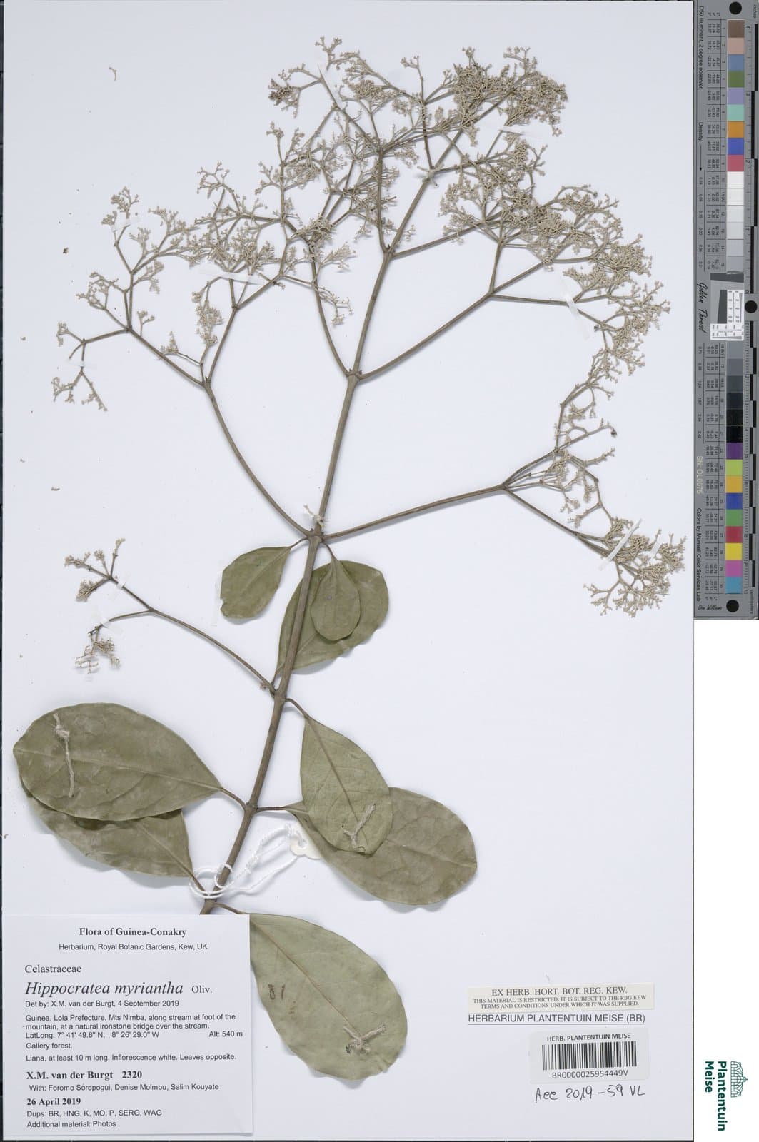 Hippocratea myriantha Oliv.