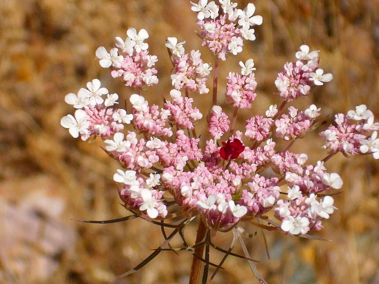 Daucus crinitus Desf.