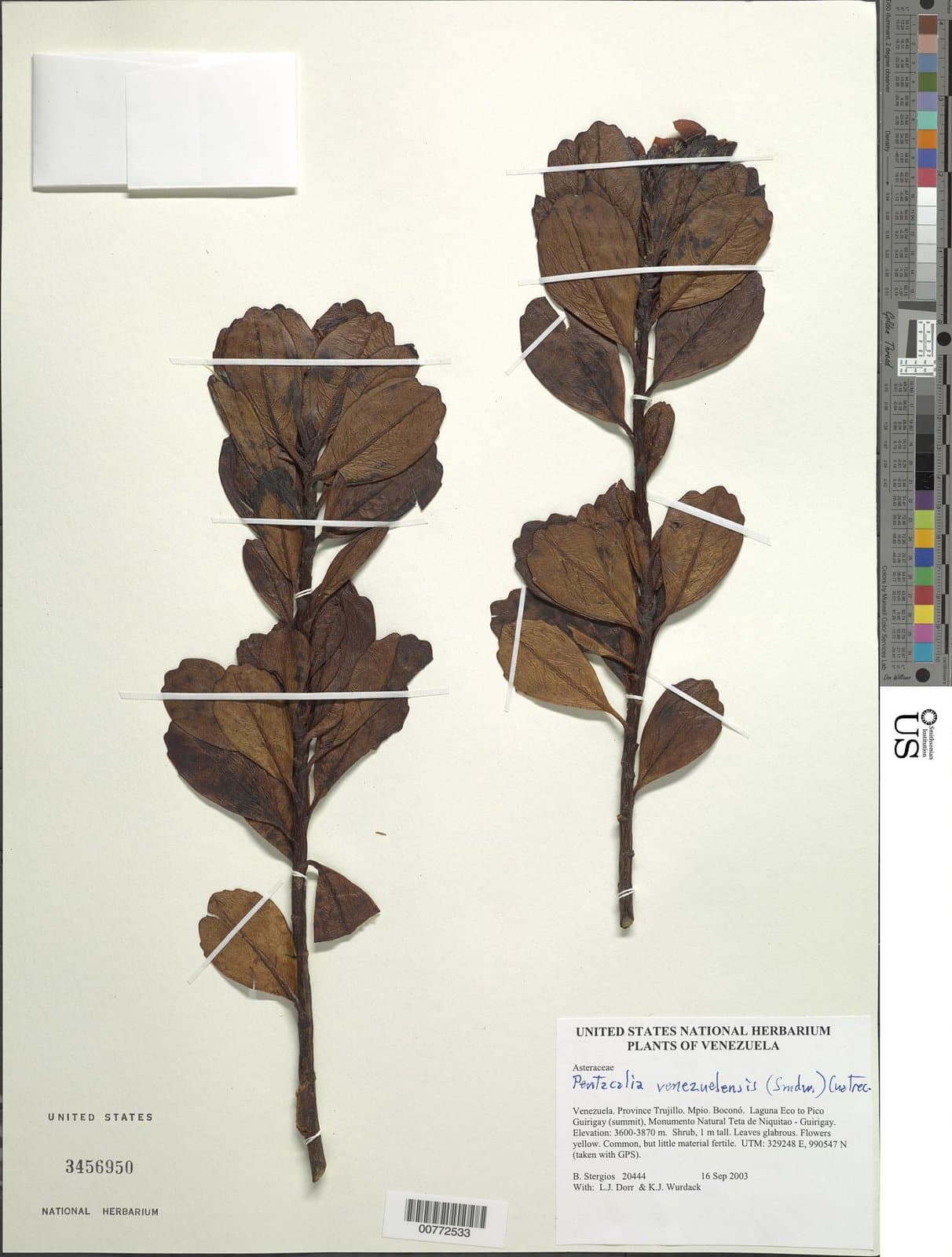 Monticalia venezuelensis (Sandwith) C.Jeffrey