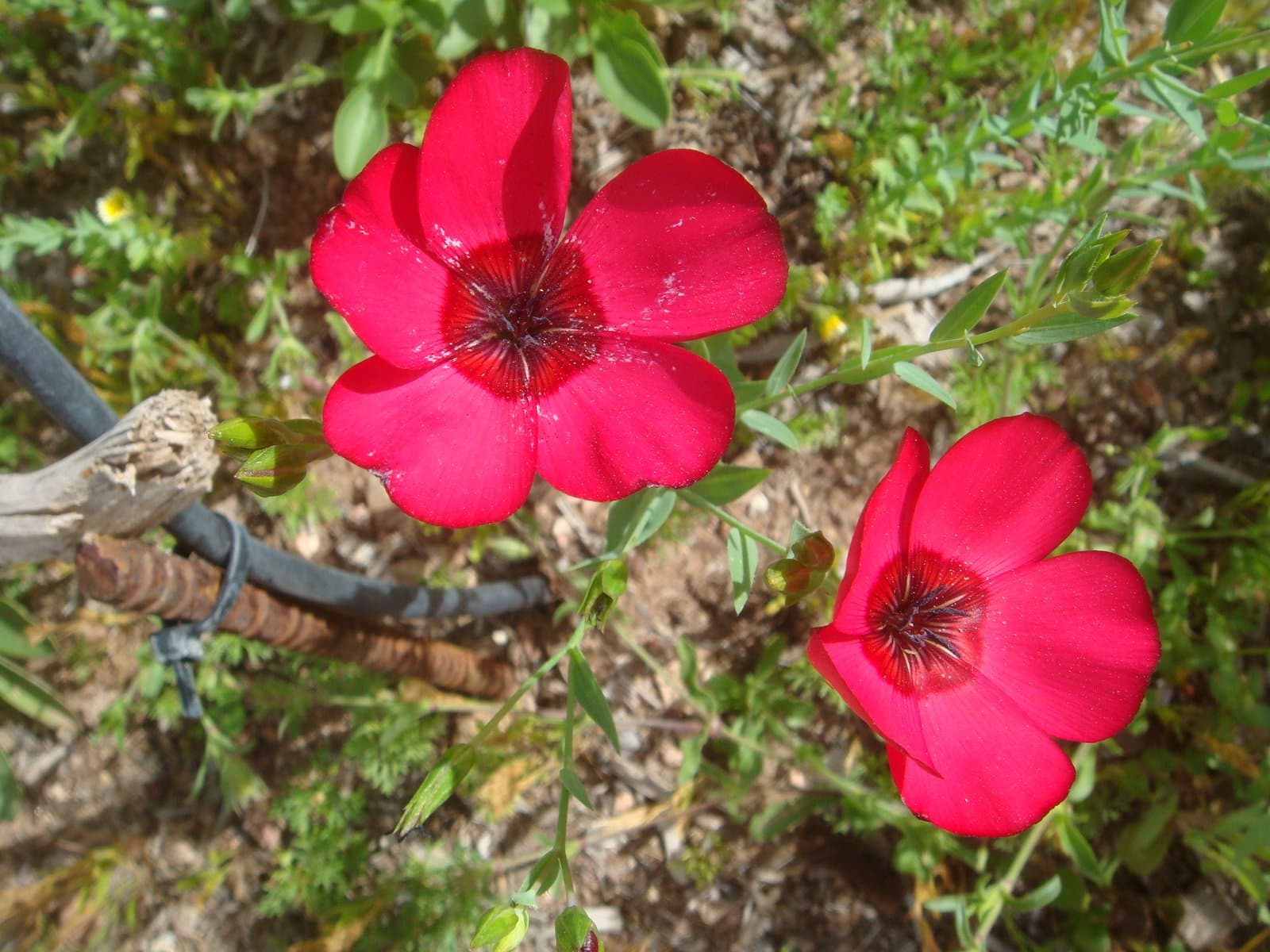 Linum grandiflorum Desf.