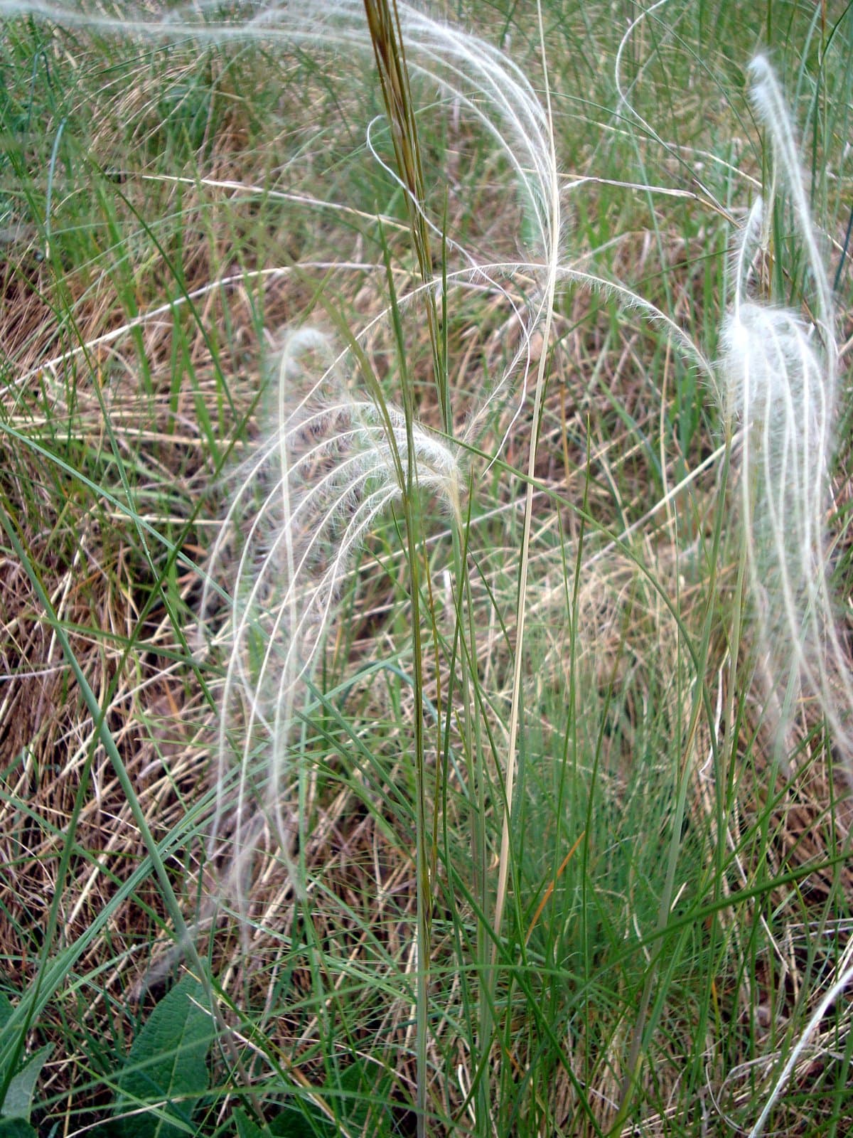 Stipa dasyphylla (Lindem.) Czern. ex Trautv.