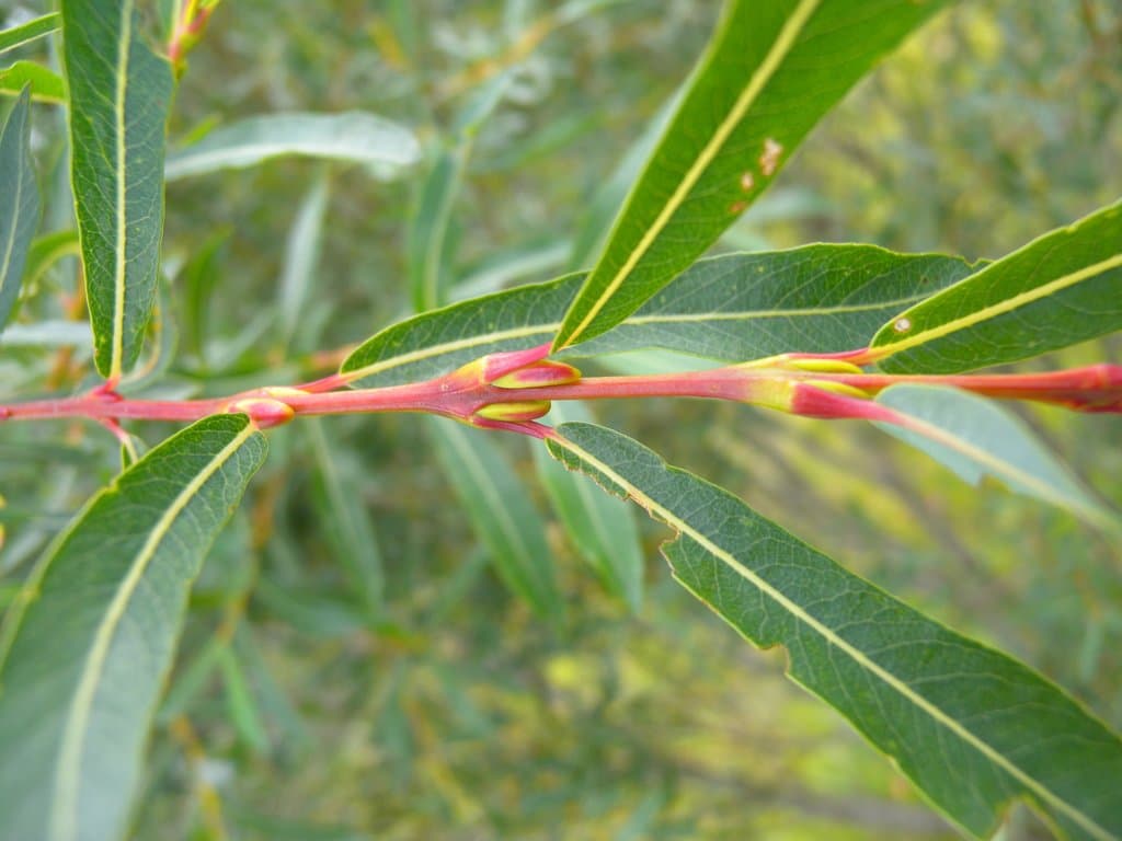 Salix purpurea L.