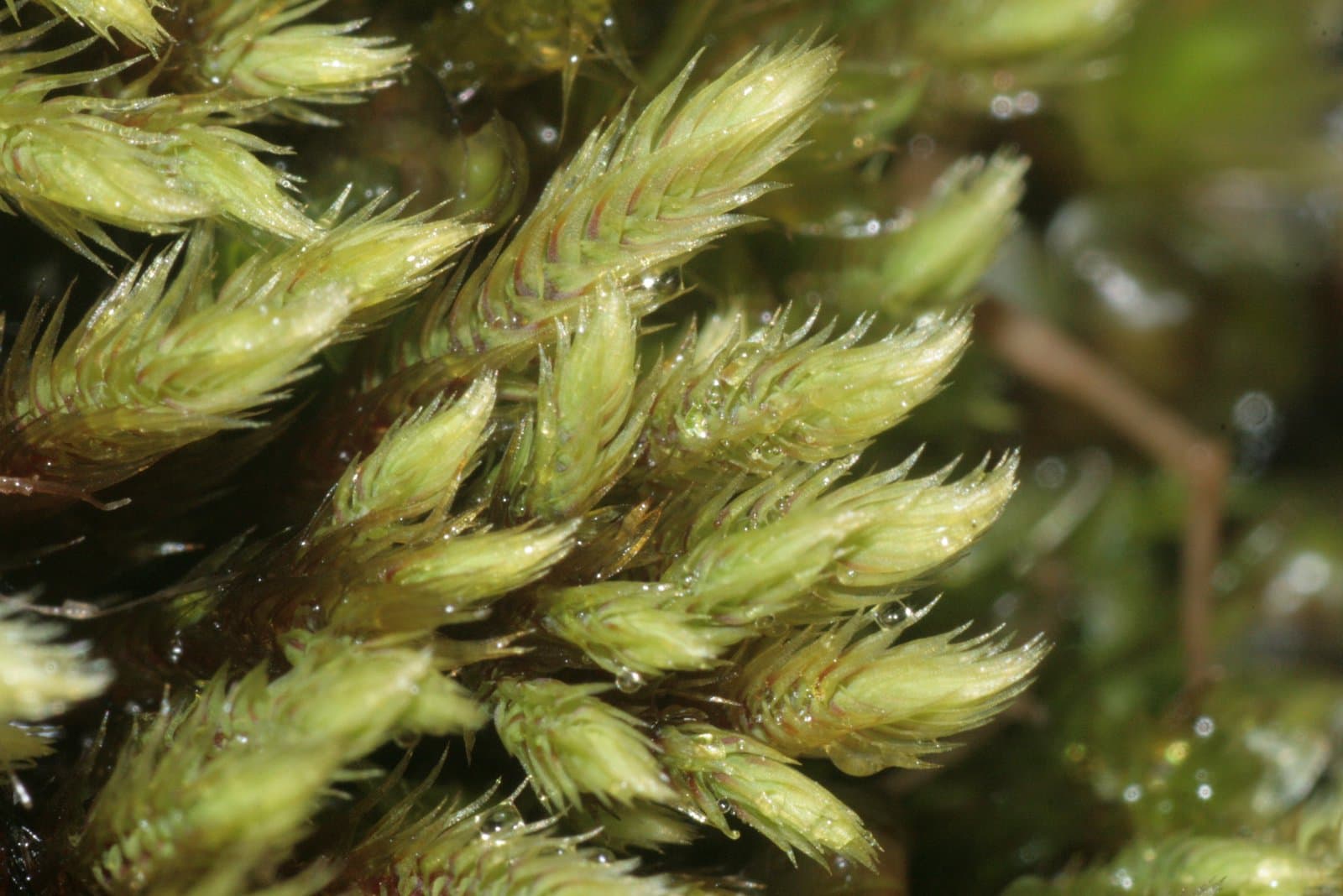 Philonotis seriata Mitt.